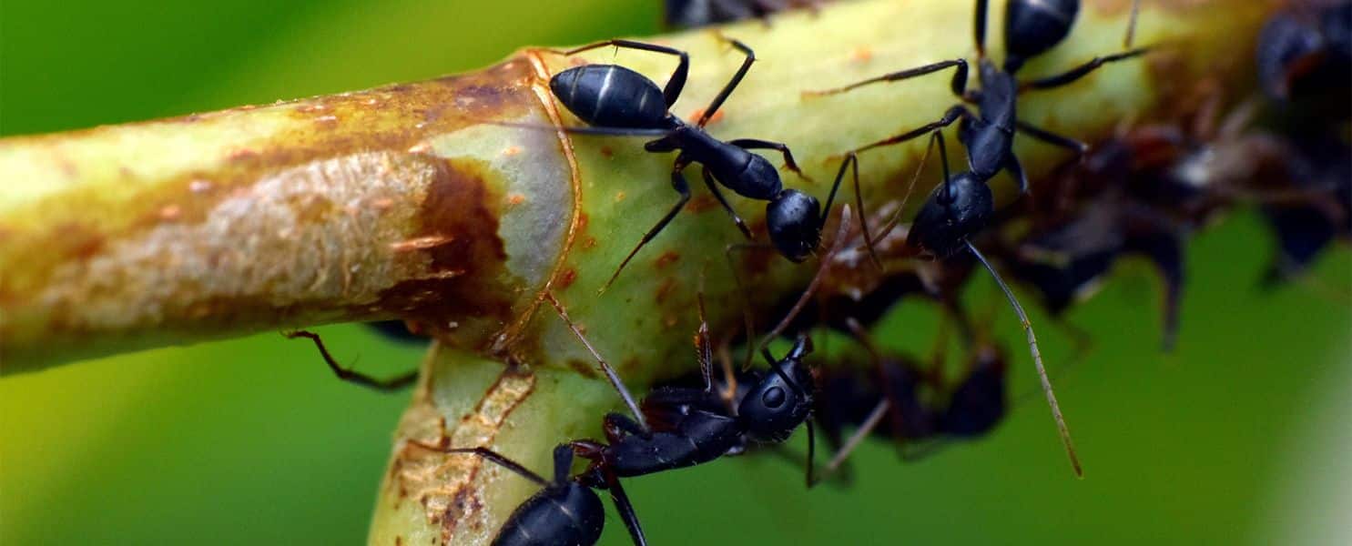 Pourquoi les insectes sont-ils attirés par la lumière ?