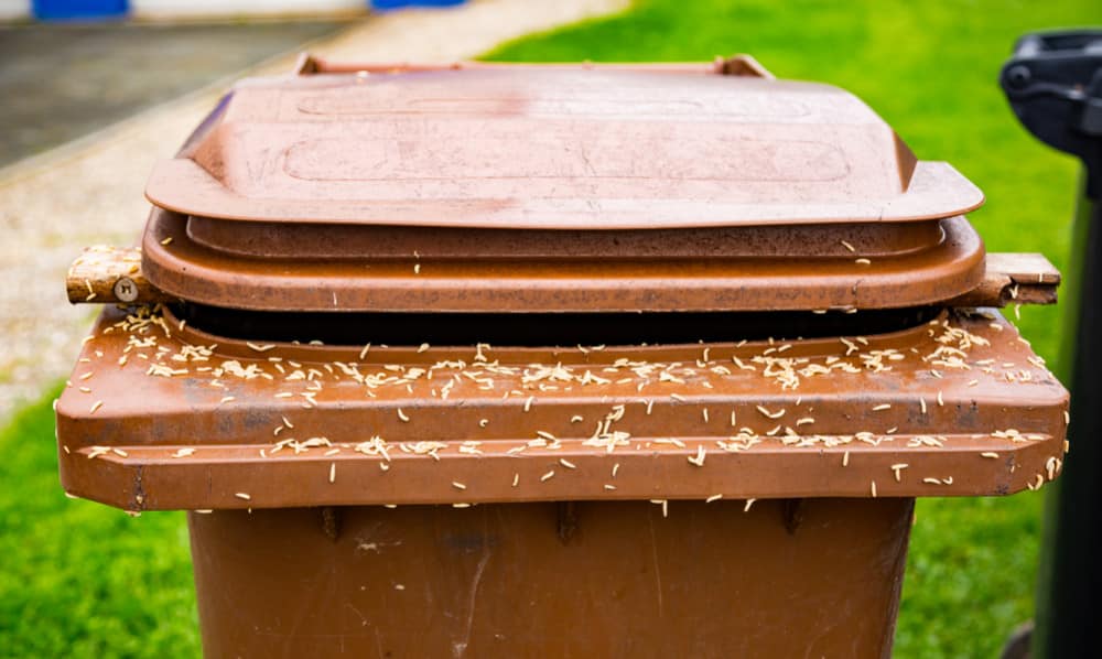 What to do if maggots are present in your garbage can?