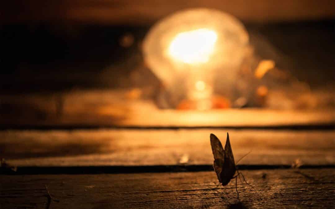Why are insects attracted to light?
