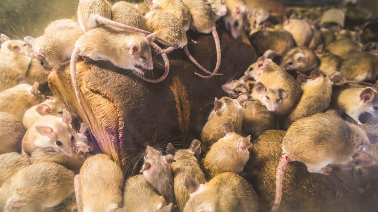 Laine d'acier contre les souris, les rats et autres animaux nuisibles