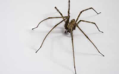 Quoi faire lorsque vous êtes aux prises avec les araignées de la maison ?