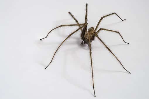 What to do when you are struggling with spiders in the house?