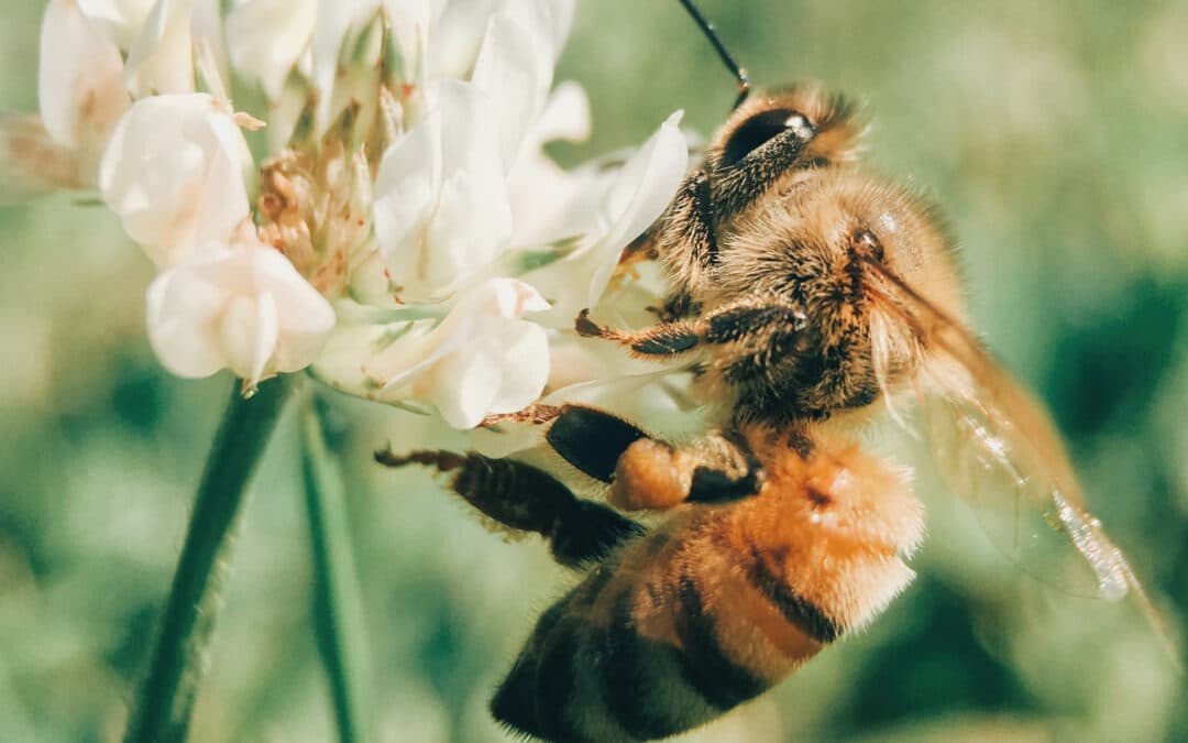 Why shouldn’t we kill bees?