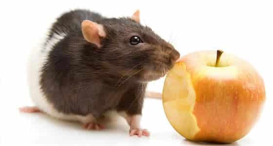 What is the diet of rodents?