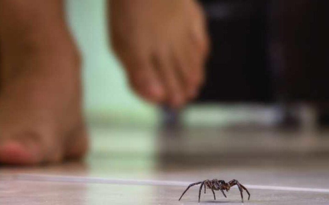 What attracts spiders to a house?