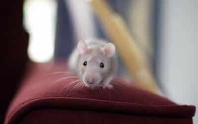 Les souris sont-elles capables de monter sur les meubles ?