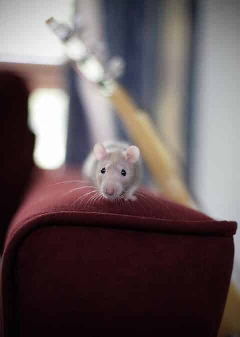 Are mice able to mount on furniture?
