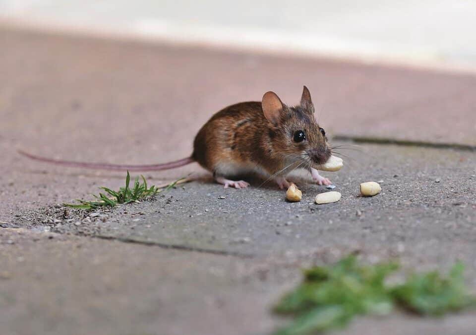 Quels sont les aliments qui attirent les souris et les mulots ?
