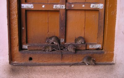 Est-ce que les rats passent sous les portes ?