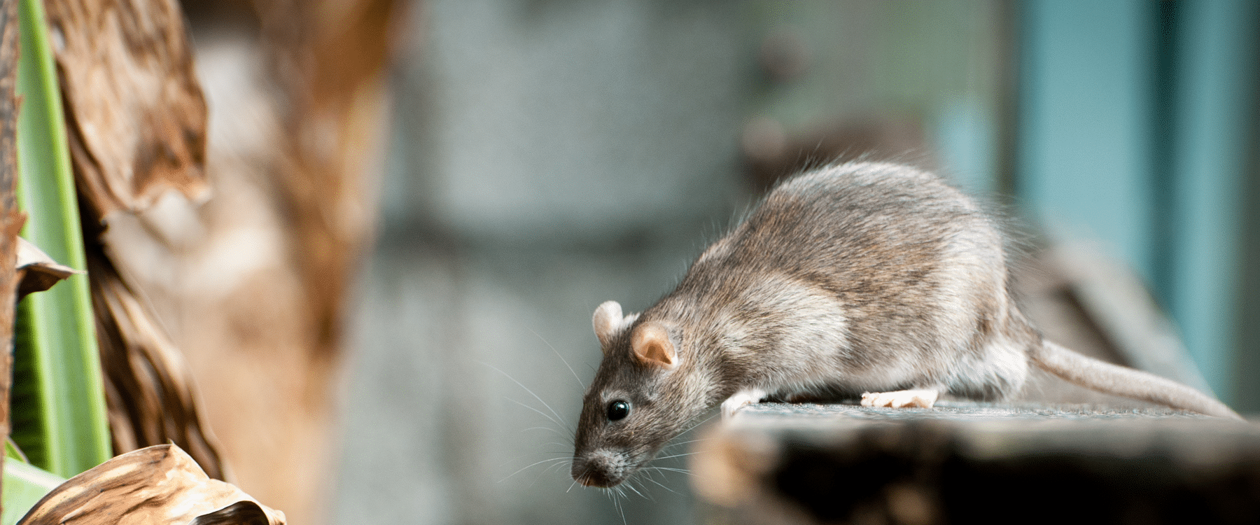 Comment protéger votre voiture des souris et des rats