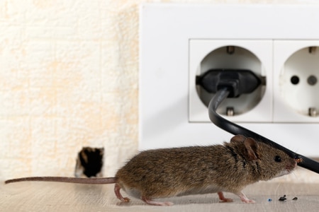 Can rats make holes in walls?