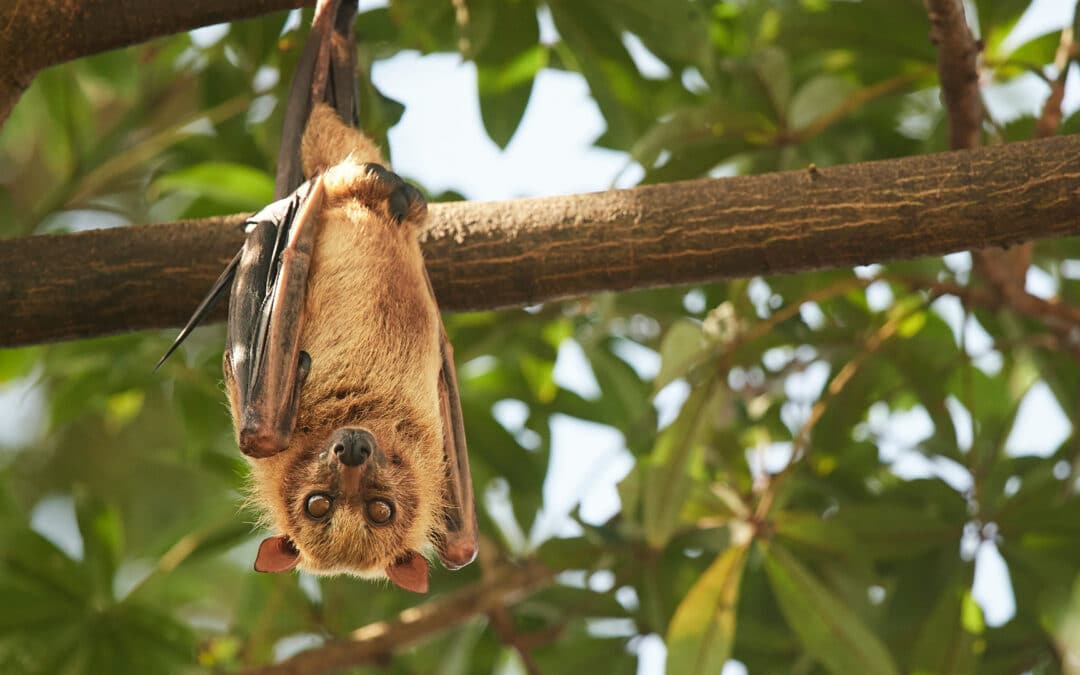 What dangers does bat guano pose?