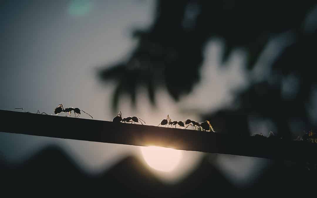 Les fourmis charpentières du Québec ont-elles des ailes?