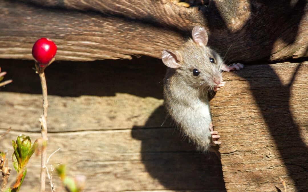 Augmentation des infestations de rats causée par l’épidémie de COVID-19