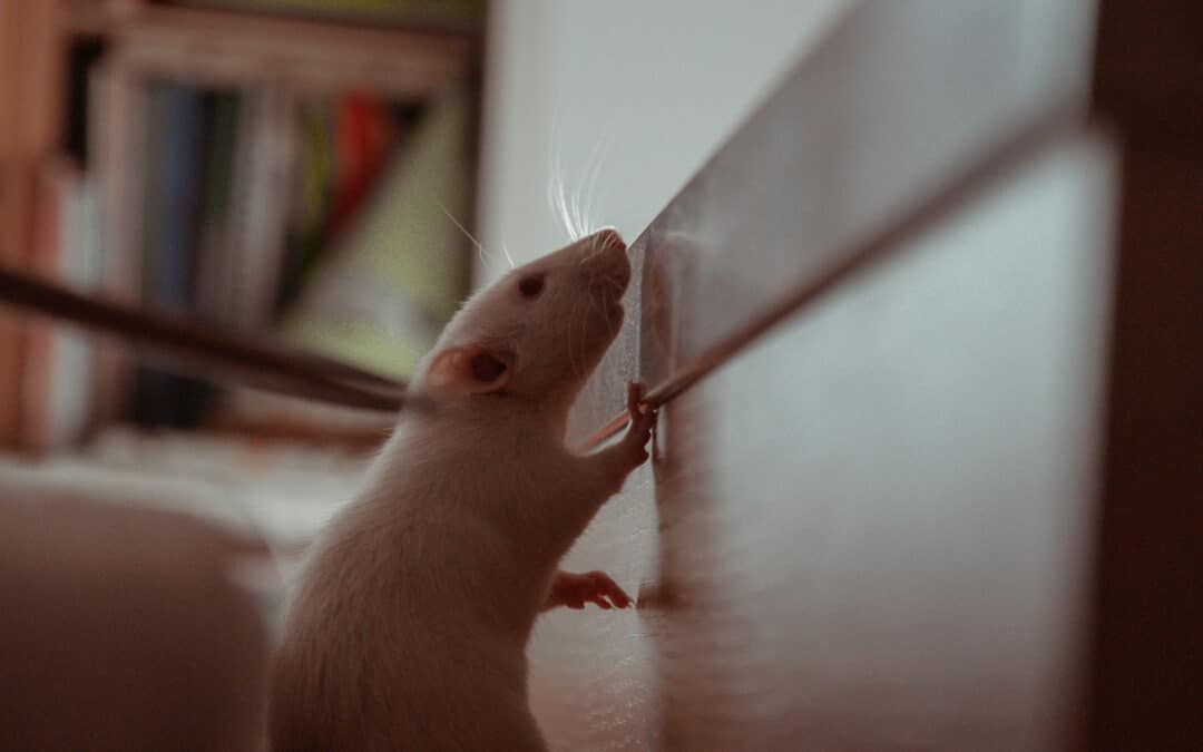 5 moyens que des souris ou des rats peuvent utiliser pour entrer dans votre maison
