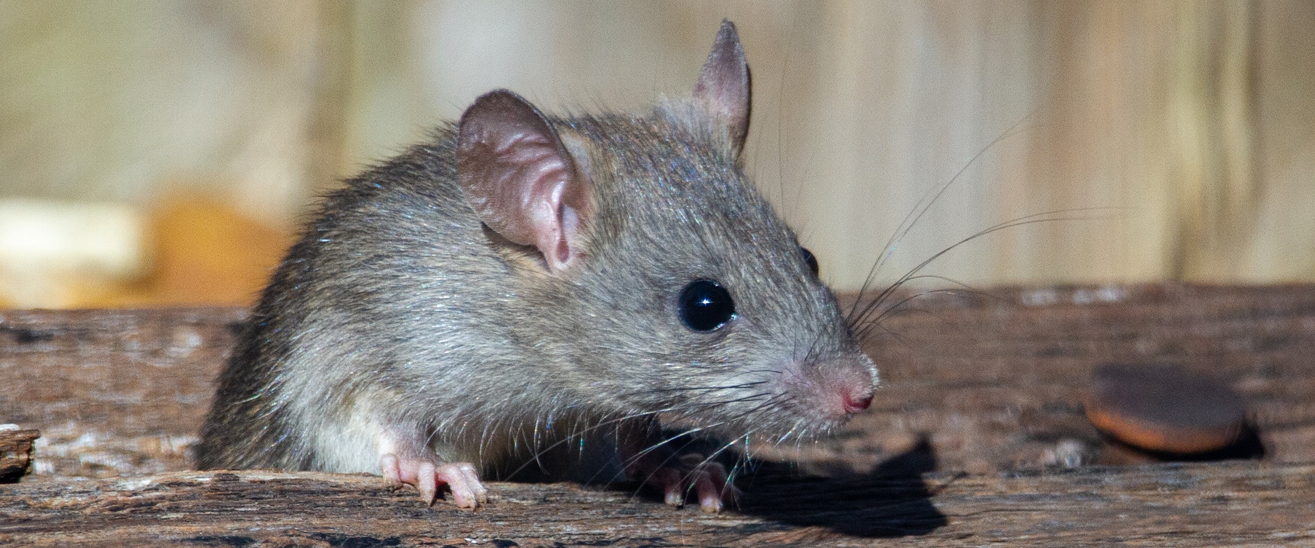 Видеть во живых мышей. Разновидности мышей. К чему снятся мыши маленькие.