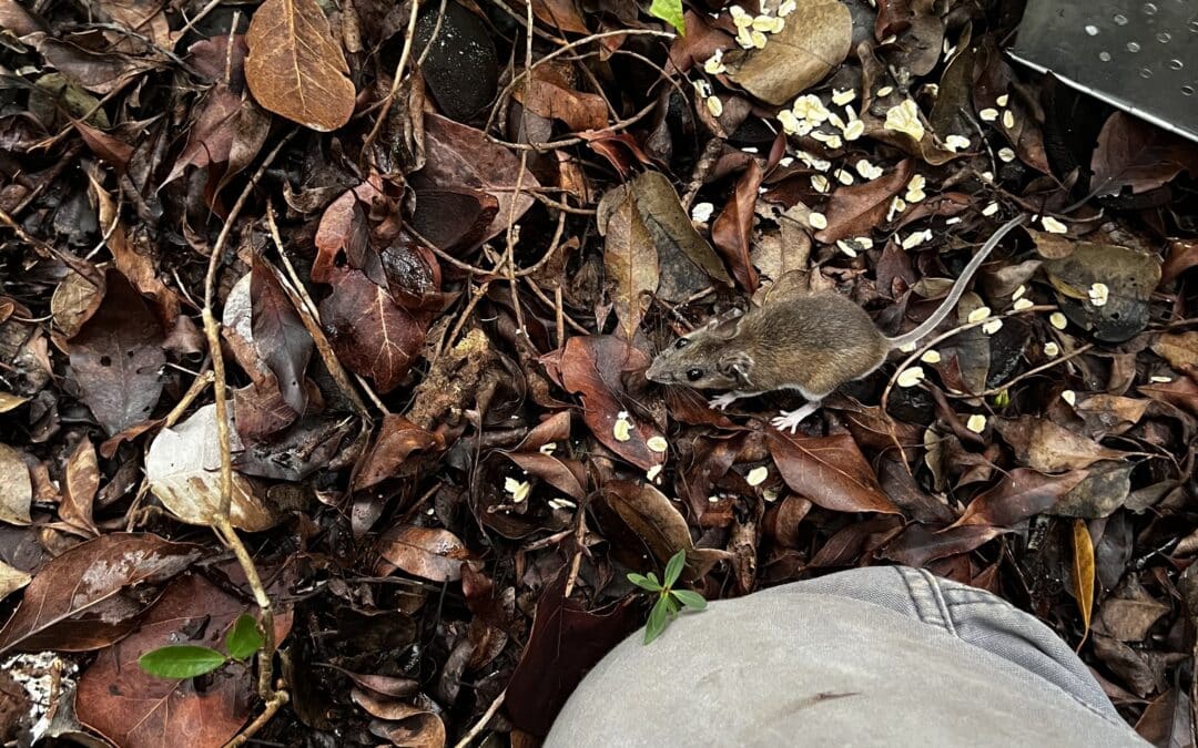 Souris sylvestre, souvent confondue avec le mulot au Québec